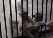 Perang Melawan Perdagangan Satwa Liar: Interpol Gagalkan Jaringan Internasional