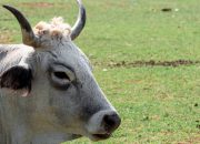 Brazil Menggeser AS sebagai Produsen Daging Sapi Terbesar Dunia, Meredakan Tekanan Pasokan Global