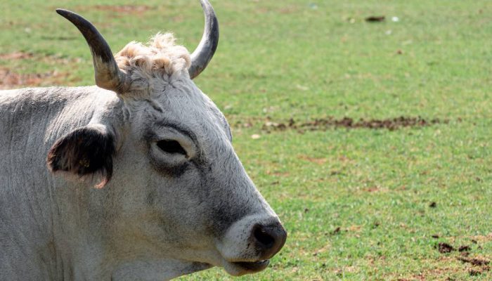 Brazil Menggeser AS sebagai Produsen Daging Sapi Terbesar Dunia, Meredakan Tekanan Pasokan Global