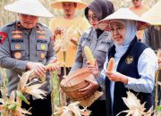 Gubernur Khofifah Panen Raya Jagung di Sidoarjo, Produksi Jawa Timur Diproyeksikan 5,4 Juta Ton pada 2026