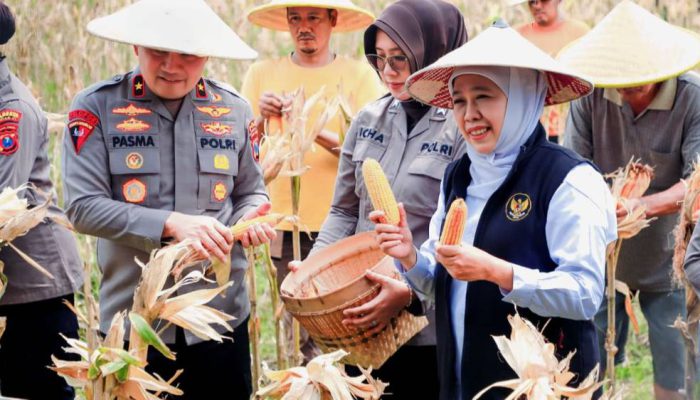 Gubernur Khofifah Panen Raya Jagung di Sidoarjo, Produksi Jawa Timur Diproyeksikan 5,4 Juta Ton pada 2026