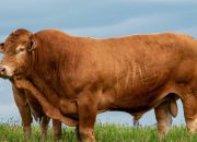 Kasus PMK Kembali Merebak di Jatim, Ratusan Ternak Terjangkit di Awal 2026,