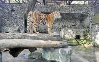 Kejati Jatim Sita Dokumen Keuangan KBS, Dugaan Korupsi Diselidiki Sejak 2013