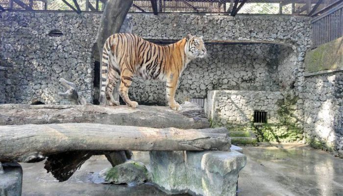 Kejati Jatim Sita Dokumen Keuangan KBS, Dugaan Korupsi Diselidiki Sejak 2013