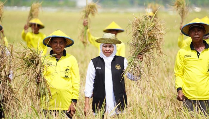 Antisipasi Kemarau 2026, Khofifah Instruksikan Kepala Daerah Jaga Produksi Pertanian Jatim