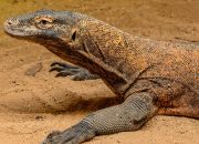 Indonesia Pinjamkan Sepasang Komodo ke Jepang untuk Program Konservasi