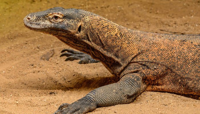 Indonesia Pinjamkan Sepasang Komodo ke Jepang untuk Program Konservasi