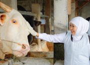 Gubernur Khofifah Pilih Sapi Kurban Berbobot Fantastis di Mojokerto, Hampir 1 Ton