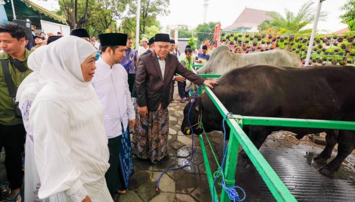 Khofifah dan Emil Dardak Salat Idul Adha di Masjid Al Akbar, Sapi Kurban Presiden Prabowo Jadi Perhatian Jamaah