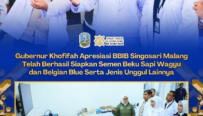 Gubernur Khofifah Apresiasi BBIB Singosari Kembangkan Semen Beku Wagyu dan Belgian Blue, Optimistis Indonesia Swasembada Daging Tiga Tahun